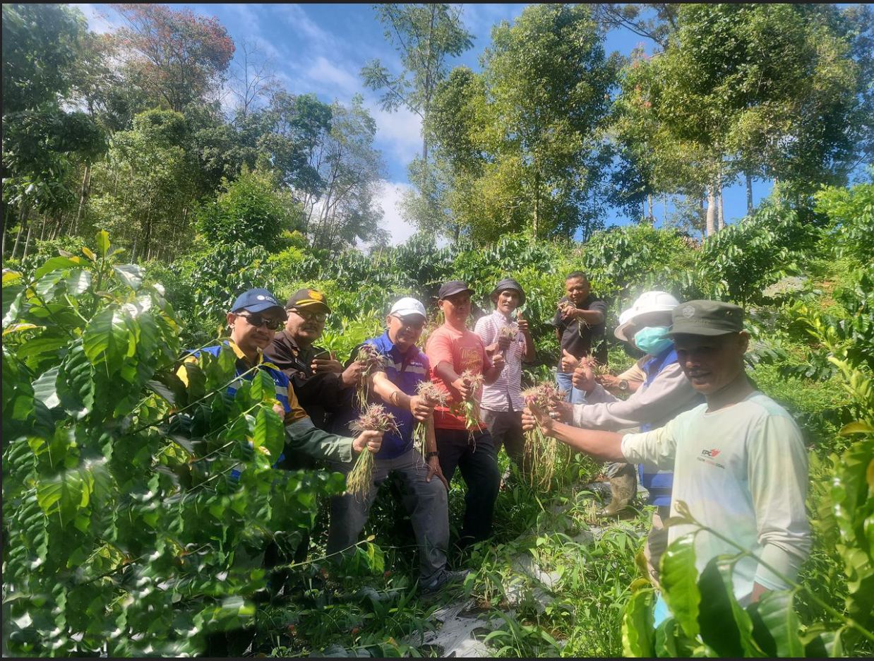 
									Shallot Harvest in Sibanggor Village Boosts Local Farmers’ Economy